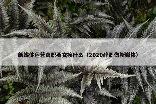 新媒体运营离职要交接什么（2020辞职做新媒体）