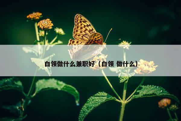 白领做什么兼职好（白领 做什么）